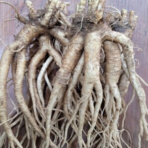 (롯데ON)[횡성 더덕 도라지 농가 직송] 장생약도라지 1kg